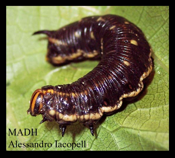 Lasiocampa trifolii e Cucullia tanaceti